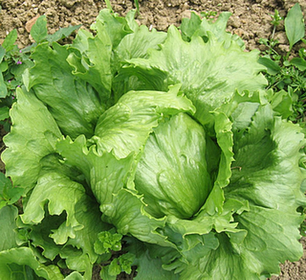 Produktfoto zu Eissalat