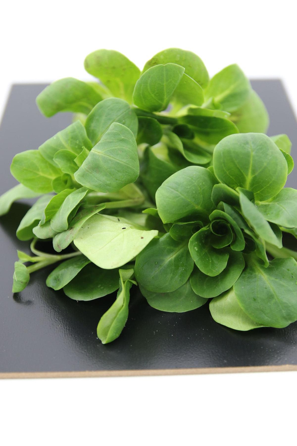 Produktfoto zu Feldsalat