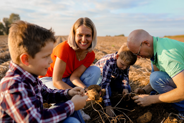 KI generiert: Eine Familie erntet Kartoffeln auf einem Feld bei sonnigem Wetter.